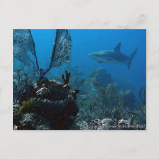 Ltd Edition Bahamian Reef Sharks Postkarte