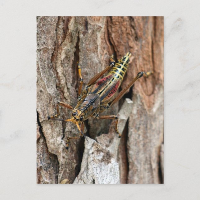 Lubber Grasshopper Postkarte (Vorderseite)