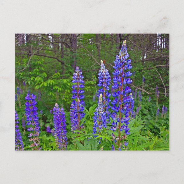 Lubins Postkarte (Vorderseite)