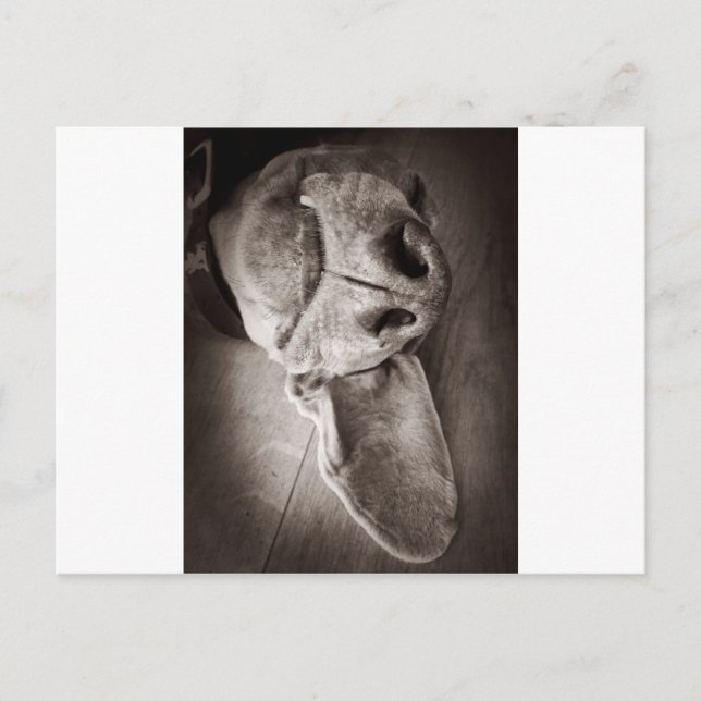 Lucca Postkarte (Vorderseite)