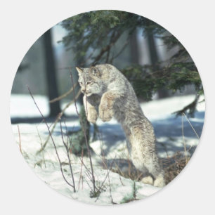 Luchs, der, springend auf Schnee springt Runder Aufkleber