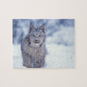Luchs im Schnee am Fuße der Berge