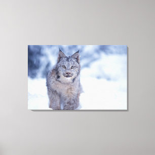 Luchs im Schnee am Fuße der Berge Leinwanddruck