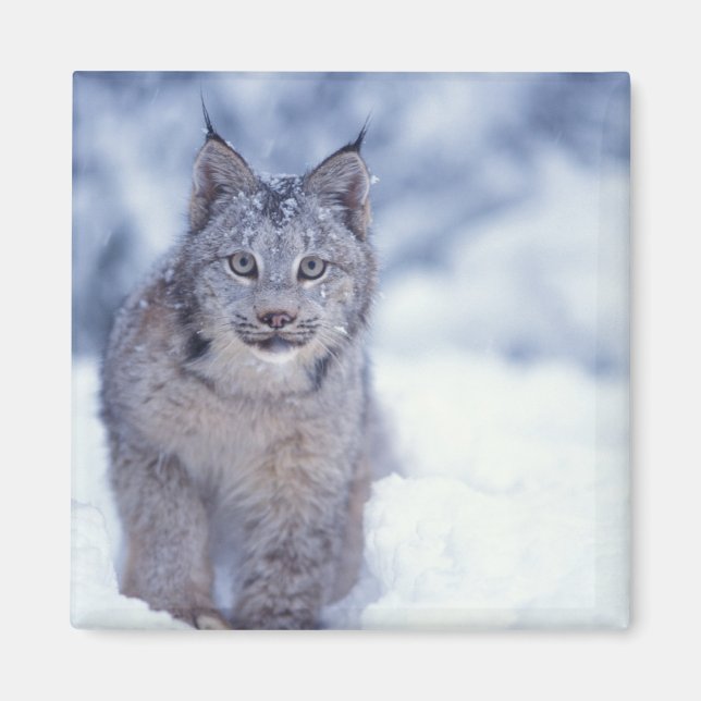 Luchs im Schnee am Fuße der Berge Magnet (Vorne)