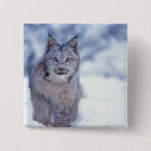 Luchs im Schnee im Vorland Button