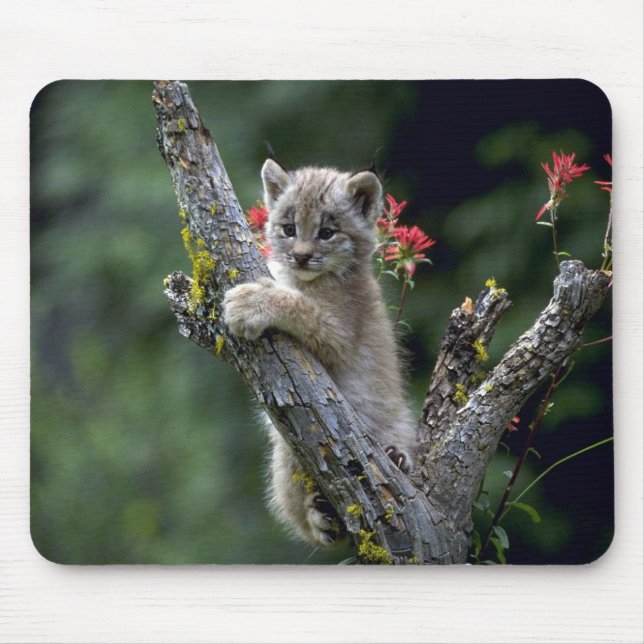 Luchs-kleines Kätzchen Kanadas Mousepad (Vorne)
