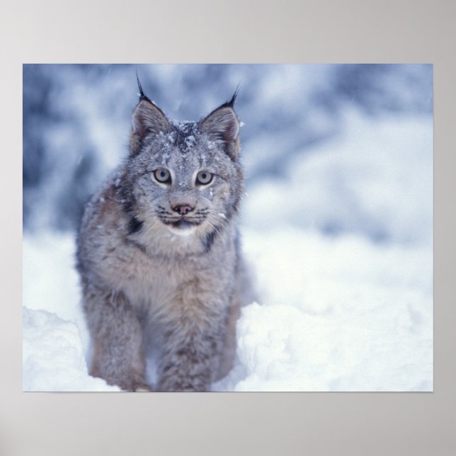 Luchs, Luchs Luchs, im Schnee in den Ausläufern Poster (Vorne)