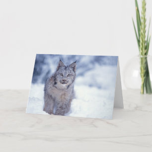 Luchs, Luchsluchs, im Schnee in den Vorbergen von Karte