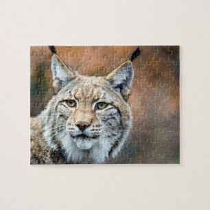Luchs-Rotluchs-Tier-Fleischfresser-Katze