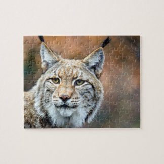 Luchs-Rotluchs-Tier-Fleischfresser-Katze