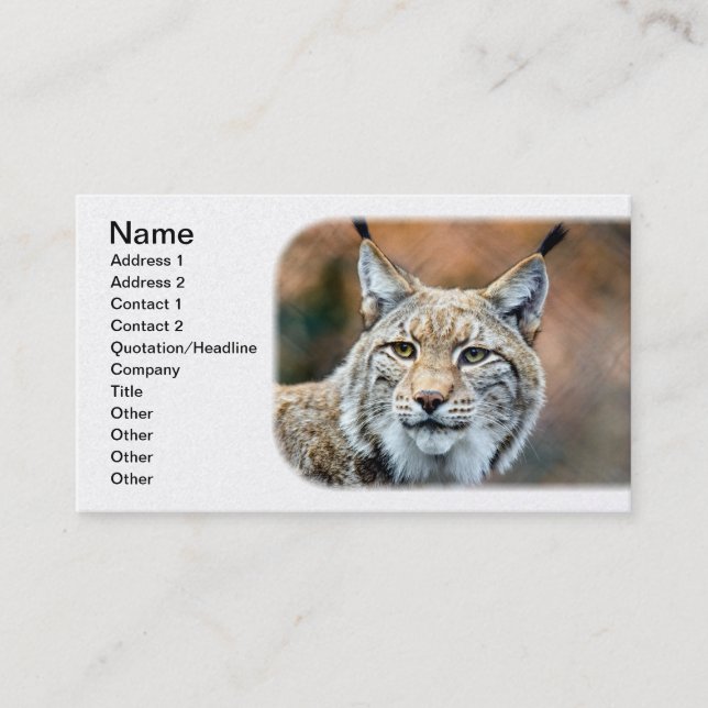 Luchs-Rotluchs-Tier-Fleischfresser-Katze Visitenkarte (Vorderseite)
