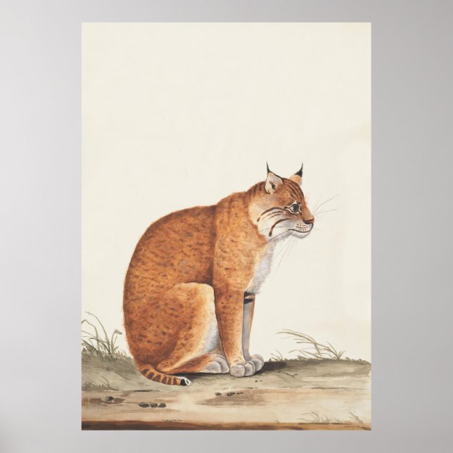 Luchs Vintage Naturkatze - Malerei Poster (Vorne)