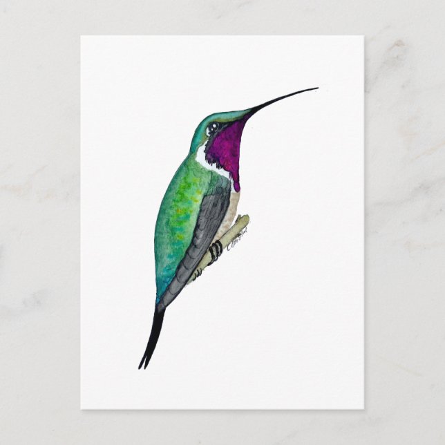 Lucifer Hummingbird Postkarte (Vorderseite)