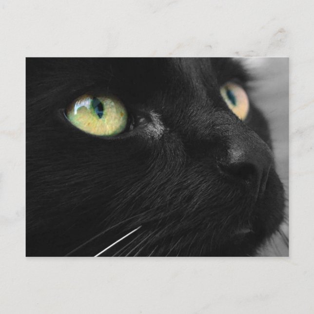 Lucky Black Cat Postkarte (Vorderseite)