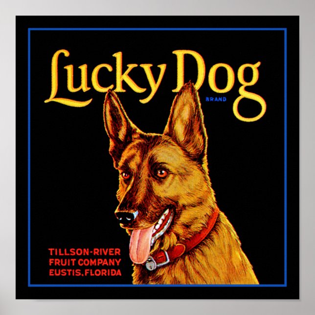 Lucky Dog Poster (Vorne)