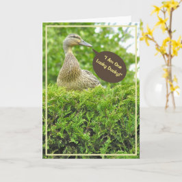 LUCKY DUCKY/GOT SIE FÜR EINEN VATER/DUCK AUF DER H KARTE
