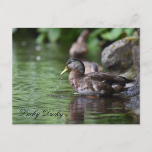 Lucky Ducky Postcard Feiertagspostkarte