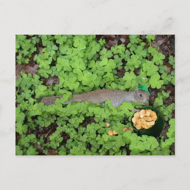 Lucky Eichhörnchen in Clovers Postkarte (Vorderseite)