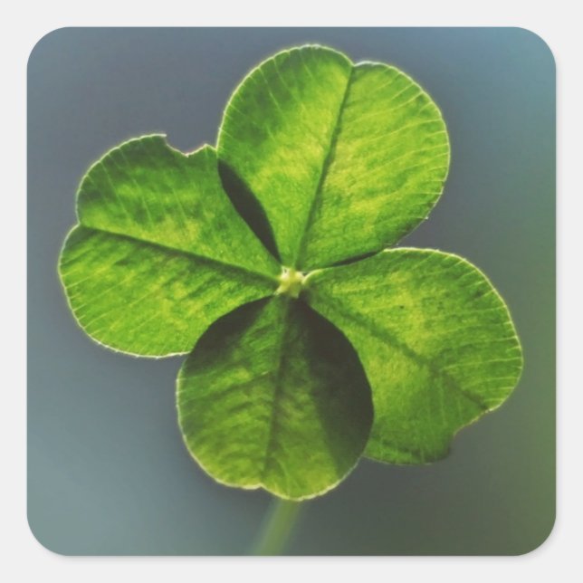 Lucky Green Clover Quadratischer Aufkleber (Vorderseite)