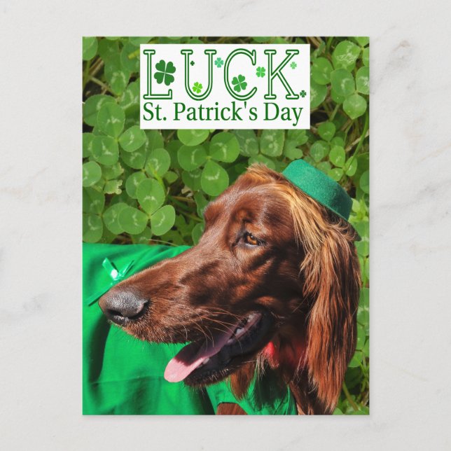 Lucky Irish Setter St. Patrick's Day Postcard Postkarte (Vorderseite)