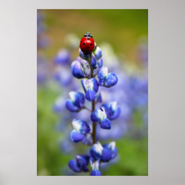 Lucky Lady Bugs Poster