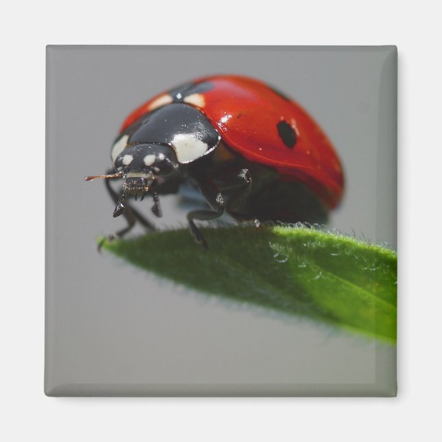 Lucky Ladybug Geschenkideen Magnet (Vorne)