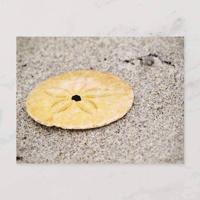 Lucky Sand Dollar Postkarte (Vorderseite)