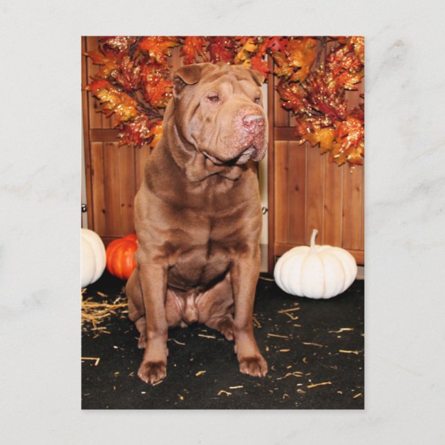 Lucky - Shar Pei - Hildebrand Postkarte (Vorderseite)