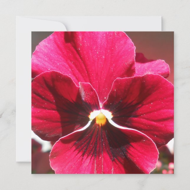 Lucrezia (Vorderseite)