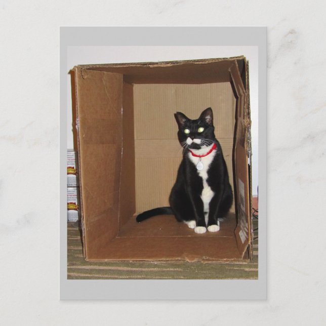 Lucy in einer Box Postkarte (Vorderseite)