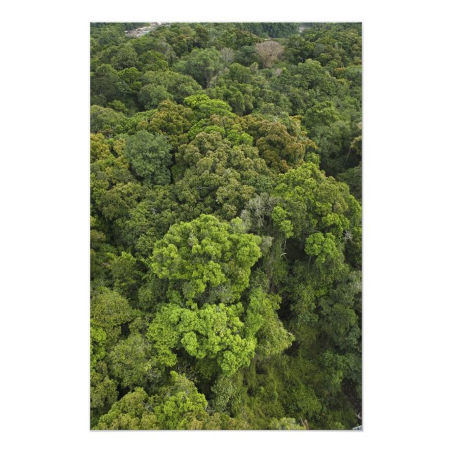 Luftbild des Regenwaldes. Iwokrama Reserve Fotodruck (Vorne)