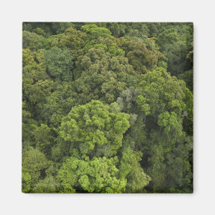 Luftbild des Regenwaldes. Iwokrama Reserve Magnet