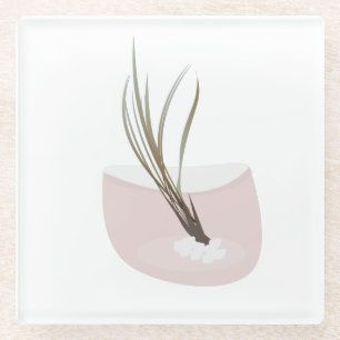 Luftpflanze Tillandsia Pflanzen Terrarium Rosarot Glasuntersetzer
