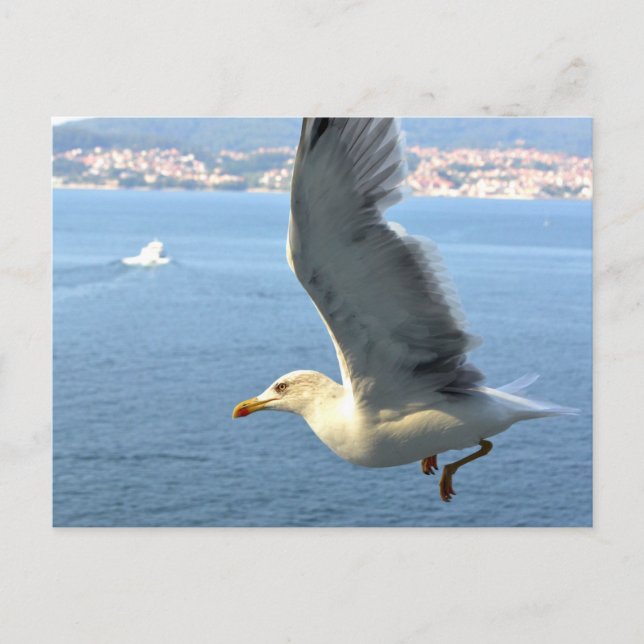 Luftpost Seagull Postkarte (Vorderseite)