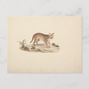 Luigi Balugani - African Wildcat oder Serval Postkarte