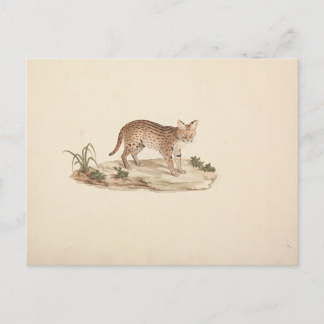 Luigi Balugani - African Wildcat oder Serval Postkarte (Vorderseite)