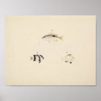 Luigi Balugani - Drei nicht identifizierte Fische