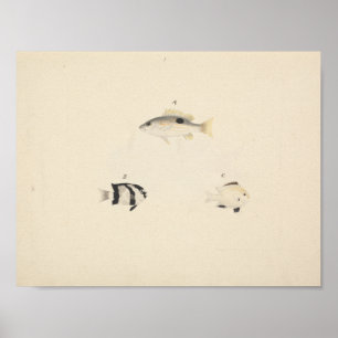 Luigi Balugani - Drei nicht identifizierte Fische Poster