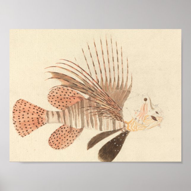 Luigi Balugani - Lionfish Poster (Vorne)