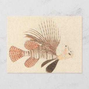Luigi Balugani - Lionfish Postkarte