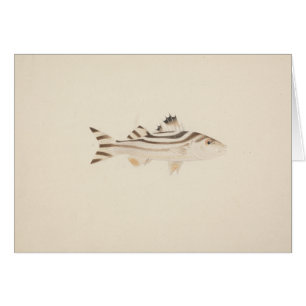 Luigi Balugani - Nicht identifizierter Fisch