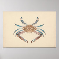 Luigi Balugani - Portunua Pelagicus - Blauer Krebs