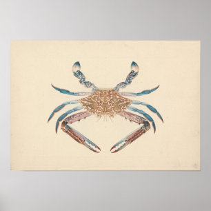Luigi Balugani - Portunua Pelagicus - Blauer Krebs Poster