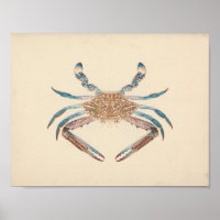 Luigi Balugani - Portunua Pelagicus - Blauer Krebs