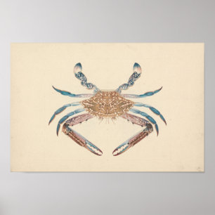 Luigi Balugani - Portunua Pelagicus - Blauer Krebs Poster