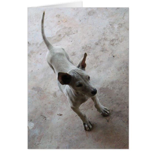 Luk Maa ... Thai Soi Puppy Dog (Vorne)