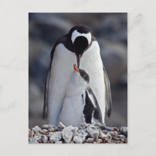 Lullaby Postcard Postkarte