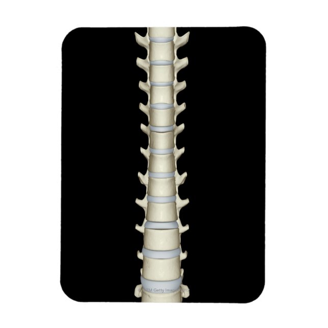 Lumbar und Thorakische Vertebrae Magnet (Vertikal)