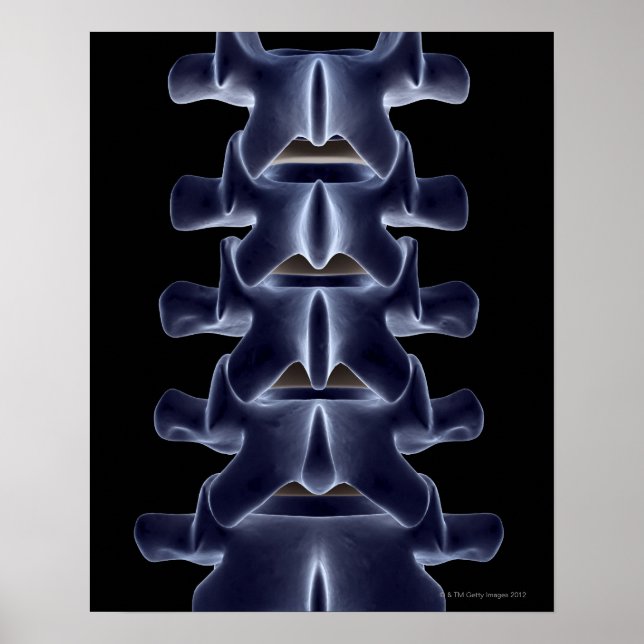 Lumbar Vertebra 2 Poster (Vorne)
