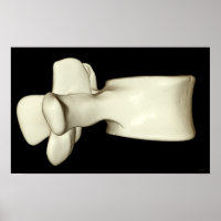 Lumbar Vertebra 4